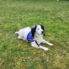 Dogdancing na školní zahradě